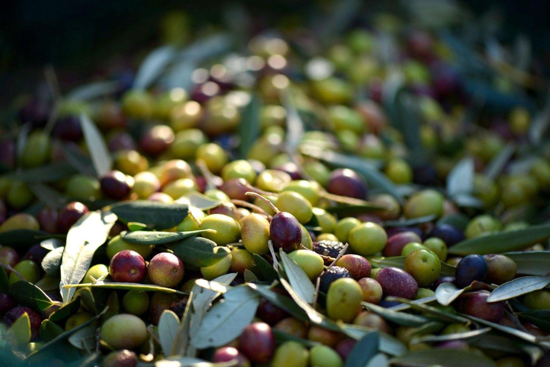 Azienda Agricola Club Le Cannelle Bauernhof Talamone